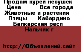 Продам курей несушек › Цена ­ 350 - Все города Животные и растения » Птицы   . Кабардино-Балкарская респ.,Нальчик г.